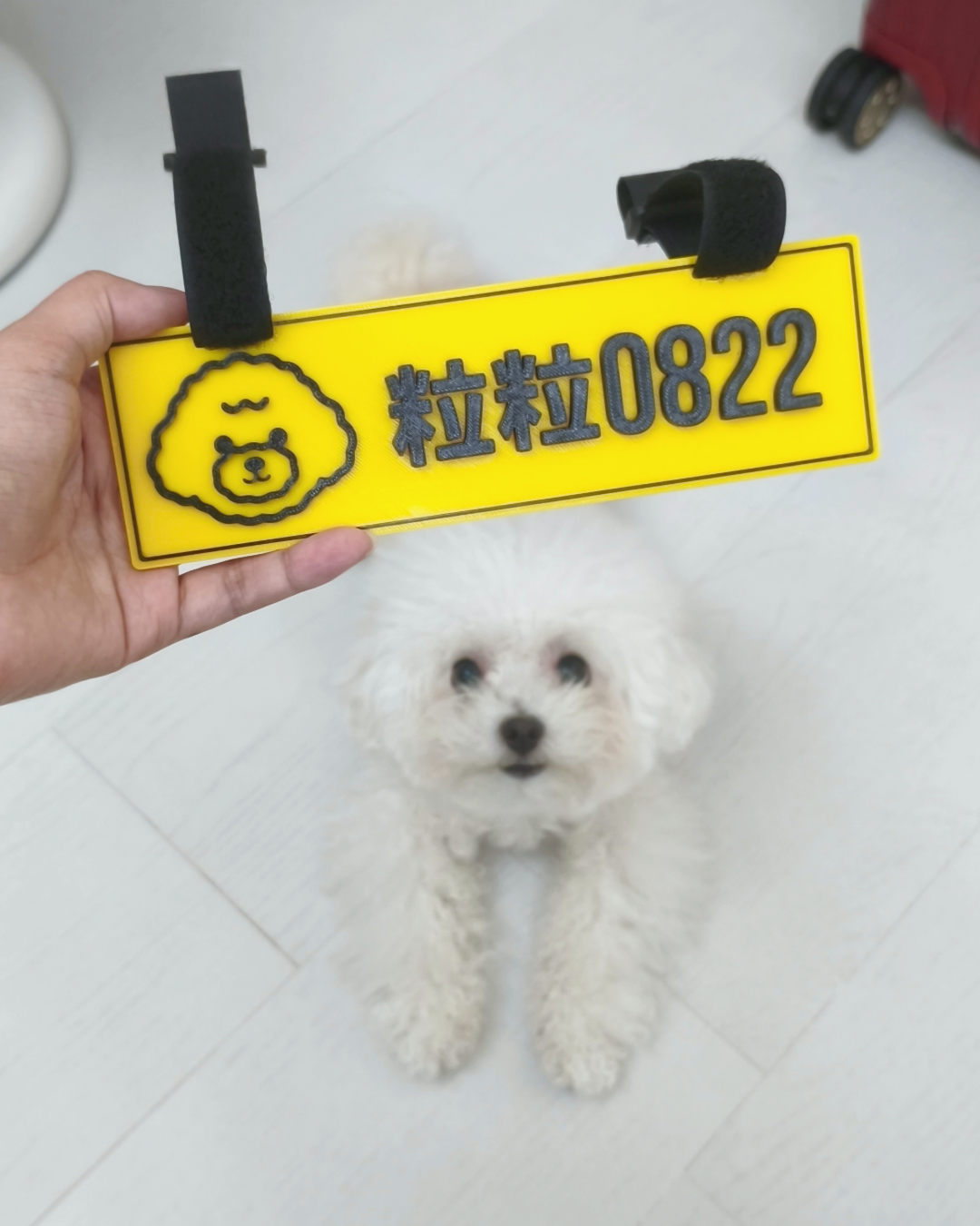 🐶 毛孩坐駕專用車牌 ✖️第1️⃣彈